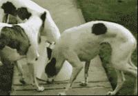 又短又搞笑的笑话笑死人,朋友圈笑死人不偿命笑话全集