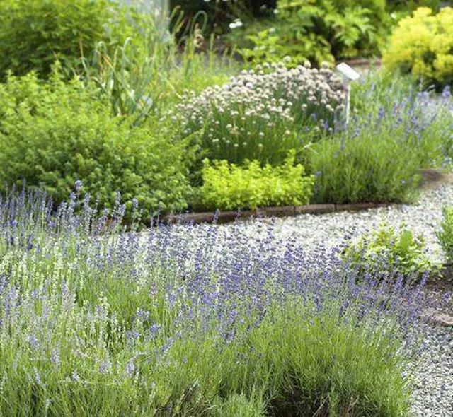 雨水花园植物区,雨水花园水生植物