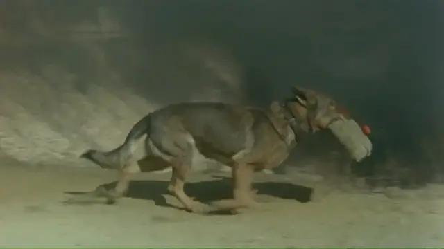 功勋军犬为拍戏被炸死片段,为了电影而被炸成碎片的军犬