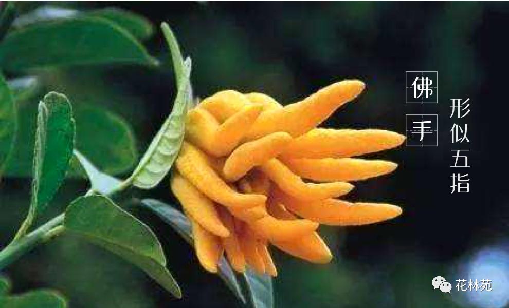 佛手片的作用与功效,佛手的功效及作用