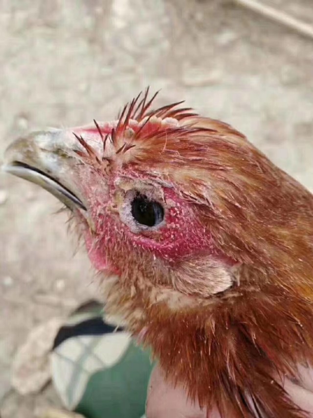 鸡肿头肿脸是什么病怎么治疗,鸡子眼肿了用什么药治