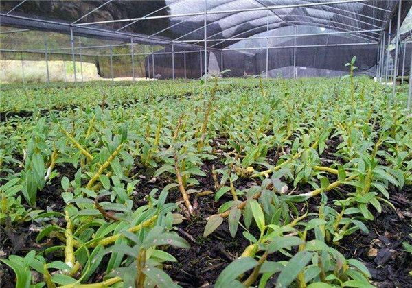 铁皮石斛怎么种是最标准的,铁皮石斛怎么种的最好