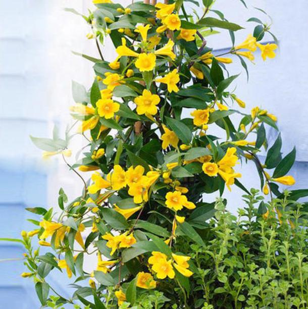 5种植物爱开花,适合北方家里养的32种花