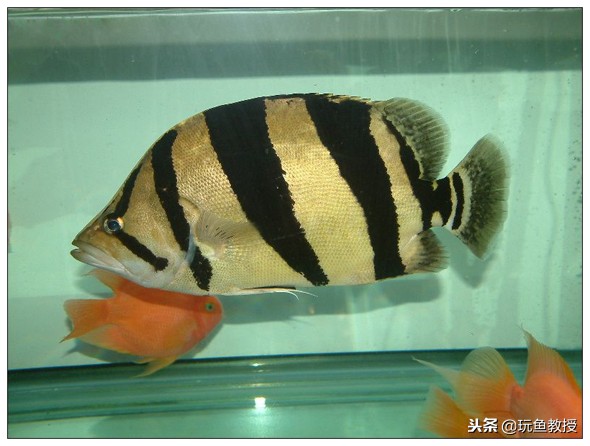 龙鱼为什么喜欢打斗,龙鱼喜欢打架