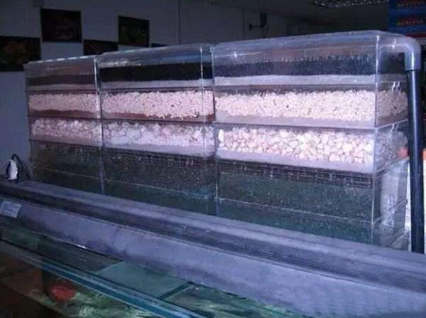 鱼缸过滤选择有哪些技巧,鱼缸底过滤什么方式最好
