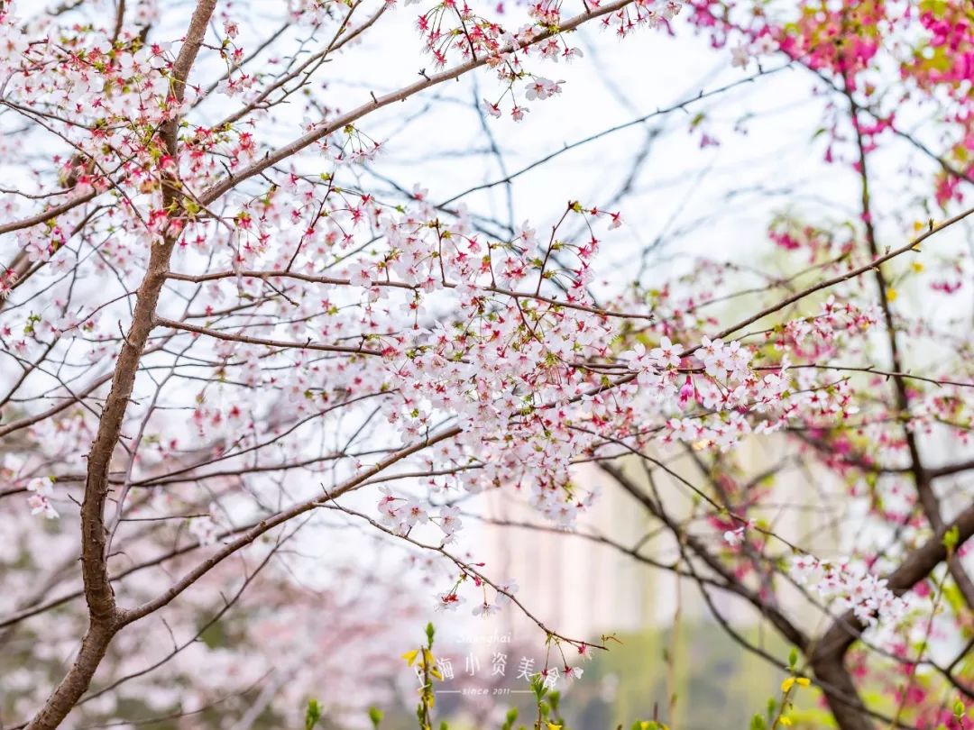 小众赏樱胜地,魔都赏樱旅游攻略