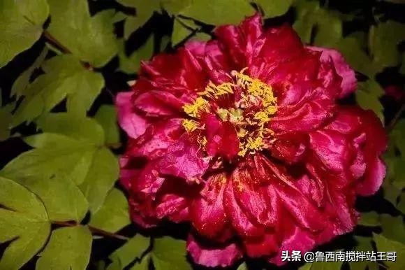 牡丹十大品种九大花系,牡丹进口品种图片及名称