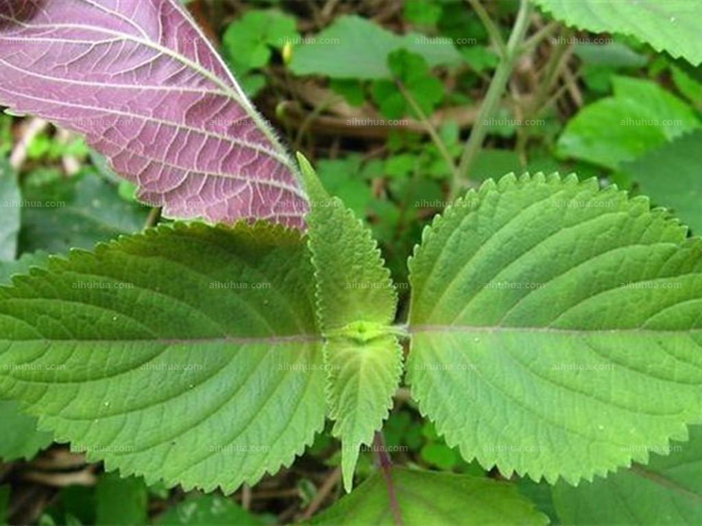 农村常见的野菜紫苏,紫苏是野草么
