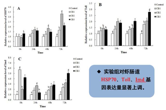 肠道菌的功效与作用,丁酸梭菌对水产动物肠道的作用