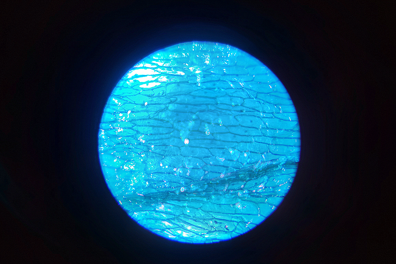 星特朗显微镜型号,星特朗便携式显微镜