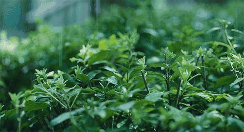 欢迎各地的游客来到爽爽的贵州,爽爽贵阳欢迎您