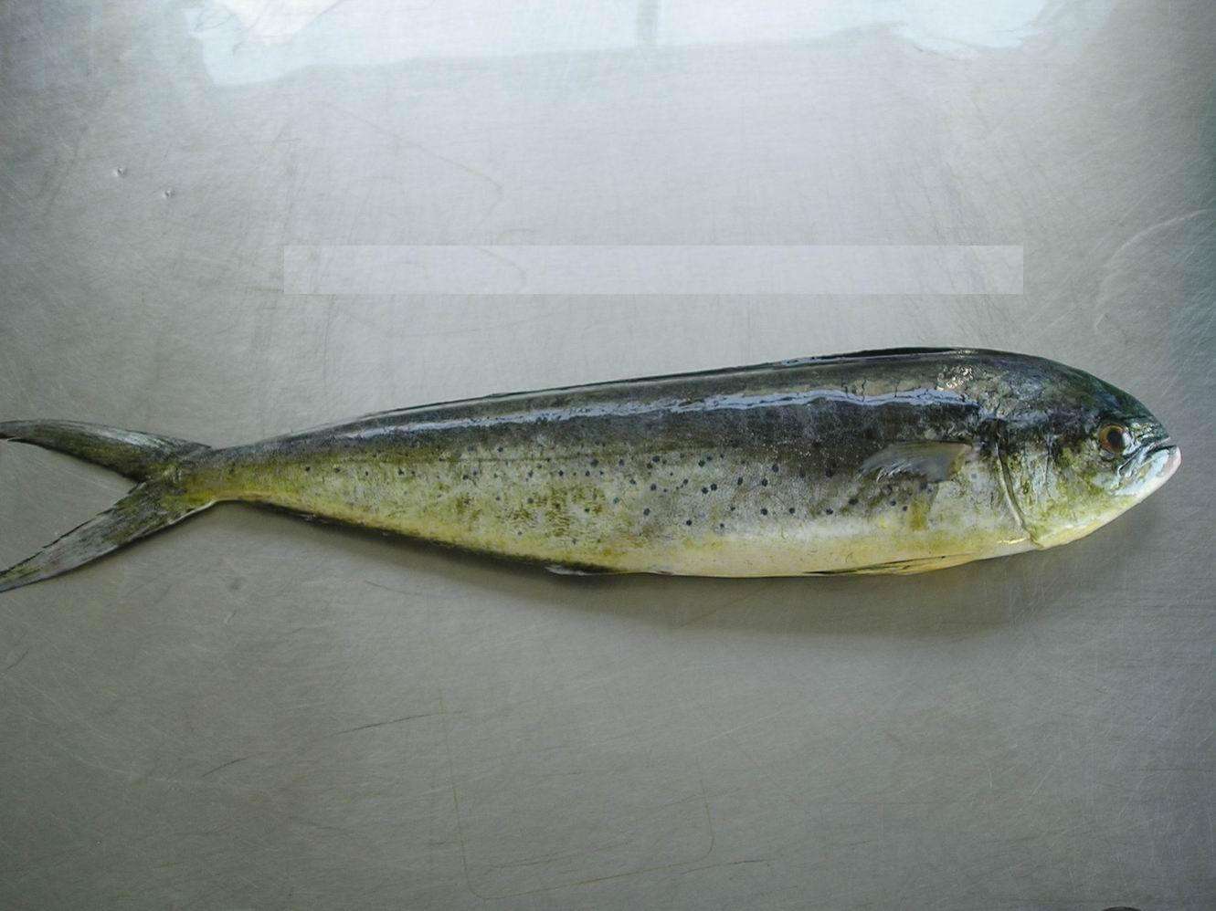 鲯鳅为什么被称为海洋中的变色龙,淡水鲯鳅