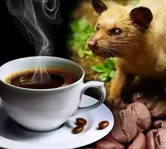 椰子猫吃东西,椰子猫喂咖啡豆