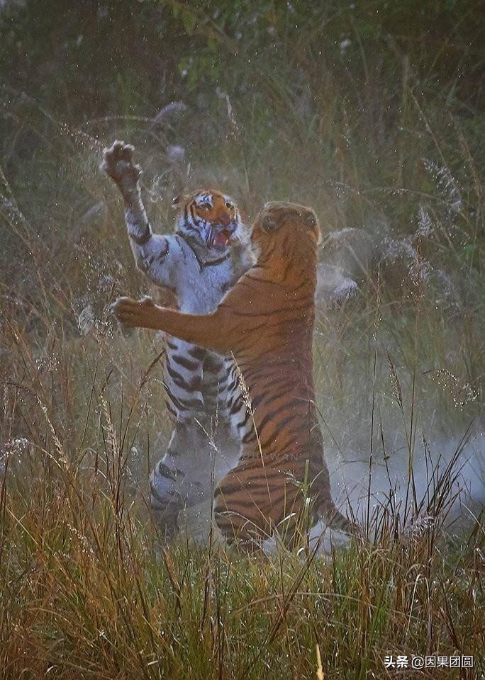 虎王拉贾孩子,虎王拉贾儿子怎么死的