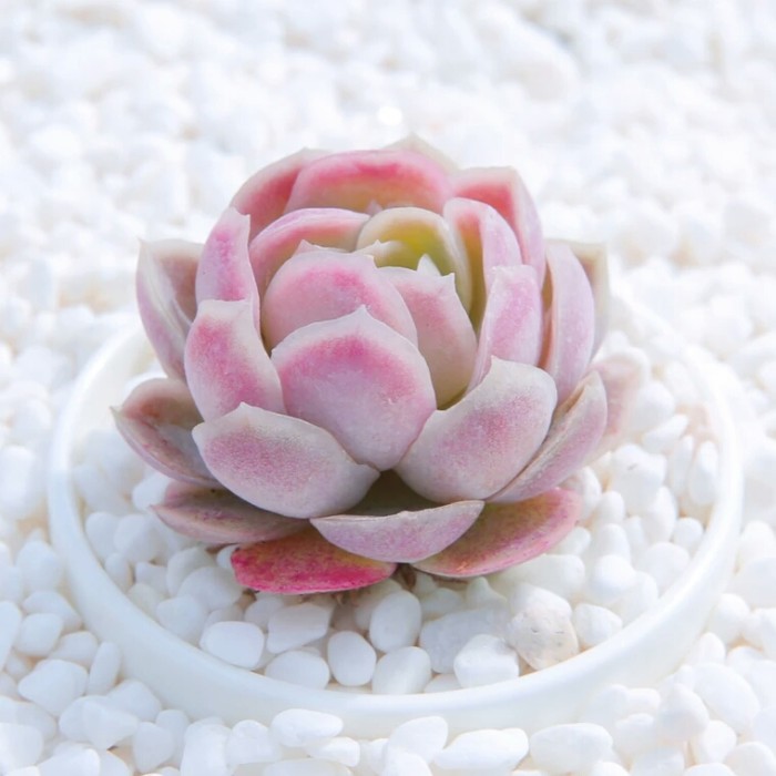 夏天养多肉可不可以晒一天休一天,冰梅多肉不繁殖会死吗