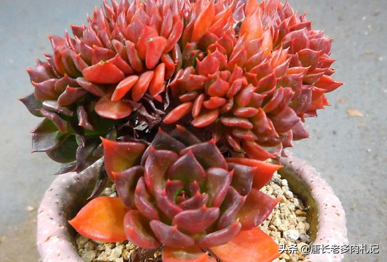 多肉黑王子的养护和管理,多肉黑王子为什么变绿了