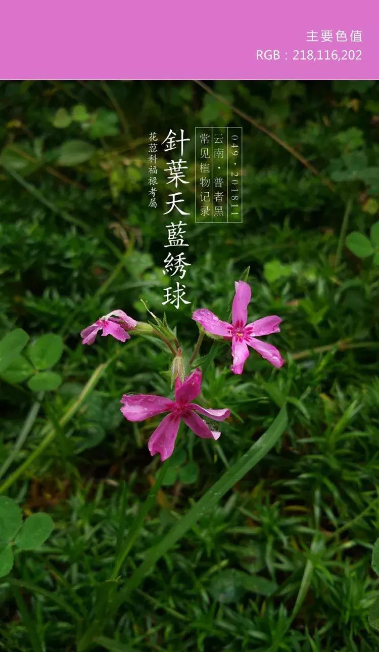 喜欢紫色的女人是不是男朋友多呀,一个喜欢紫色的女孩