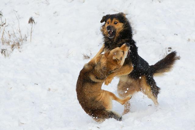 老狗临死前跑到野外和主人告别,养了16年的狗临终前跟主人告别