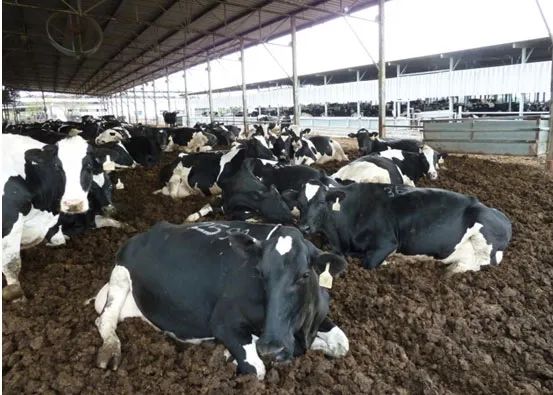 牛养殖场如何处理牛粪,牛粪怎么变成牛场垫料