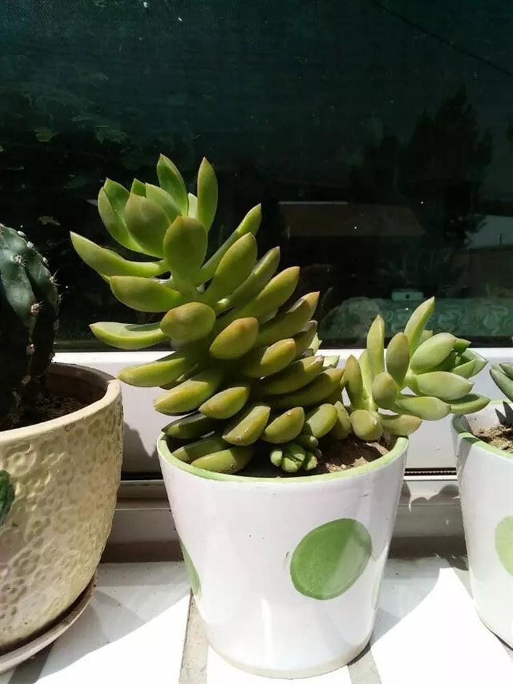 多肉长得瘦要不要拔出来看,多肉买回来之后越养越瘦