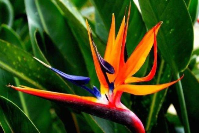 鹤望兰小盆栽怎么养,北方盆栽鹤望兰何时可以换盆