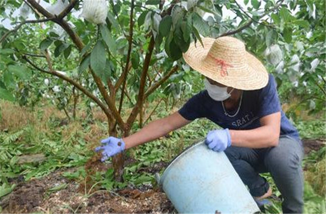番石榴种植与管理技术和注意事项,番石榴种植技术和管理方法