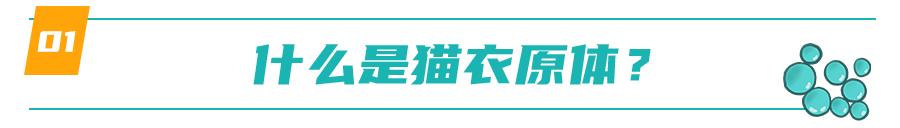 怀孕的母猫得猫瘟没流产,怀孕一个月的猫感染猫瘟会流产吗