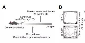 科学家发现延缓衰老基因,科学家发现逆转皮肤衰老