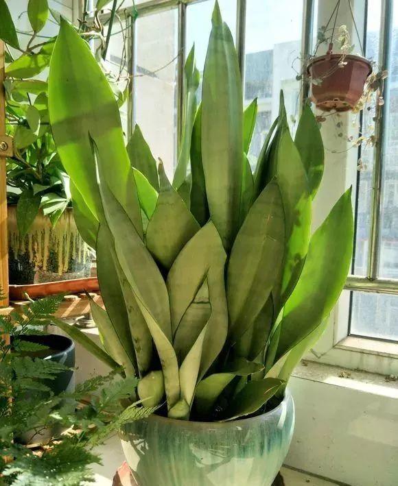 虎皮兰不浇水也烂怎么回事,虎皮兰不爱长