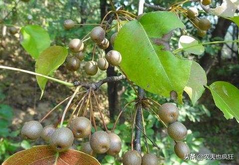 果径不到1CM，曾是农村娃的零食，如今10元一斤，常用来泡酒