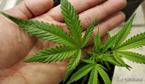 加拿大实行*麻大**合法已半年，为啥*私走**到加拿大的*麻大**反而增多了？