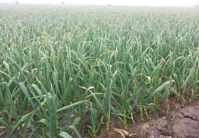 神机妙蒜蒜,神机妙算是什么