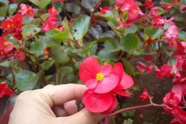 四季海棠暖气房养为啥不开花,四季海棠开花后的修剪方法图解