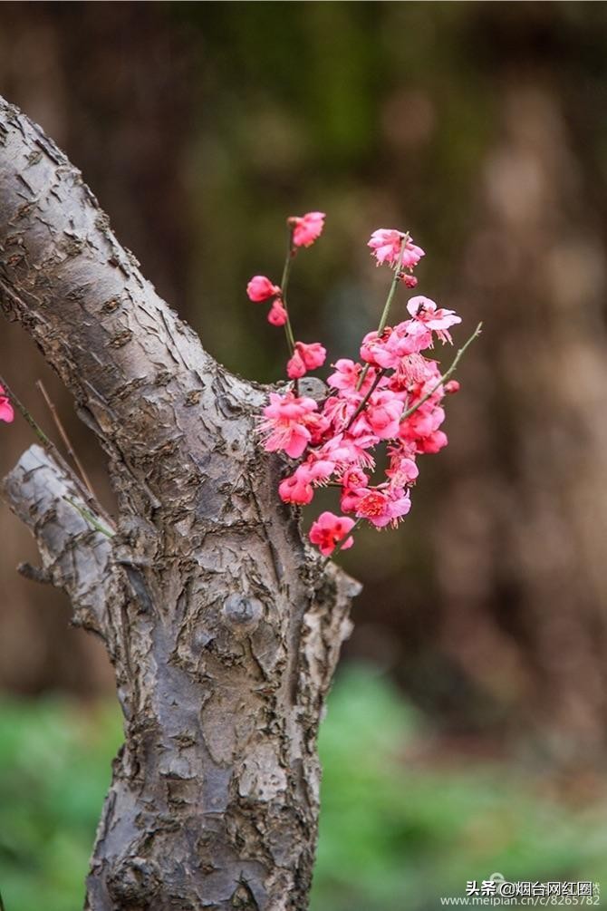 南京梅花山梅花开了吗,来南京梅花山赏梅花