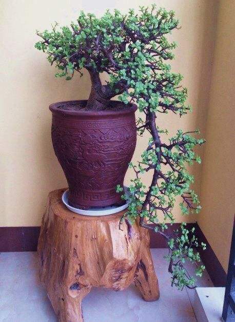 这六种花寓意吉祥好养易活,家中最旺财的4种花