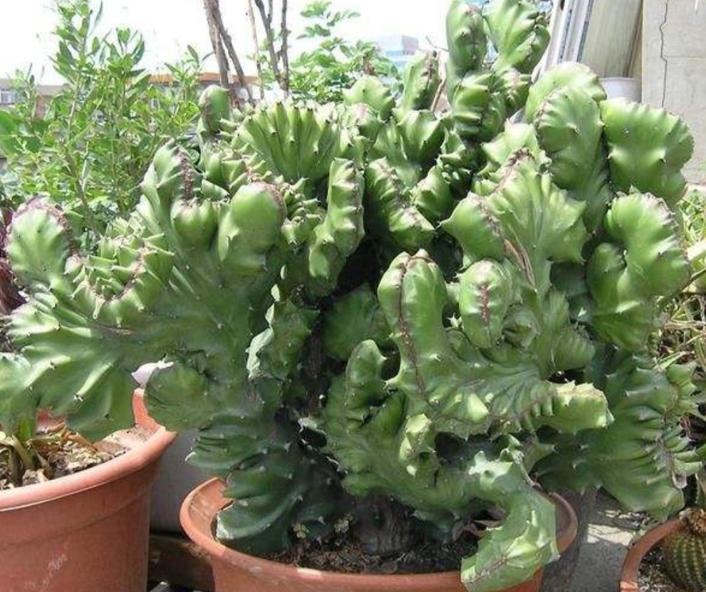 麒麟掌盆栽摆放什么位置合适,麒麟掌怎么养株型好看