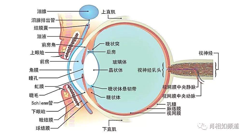 陈达夫眼科,陈达夫眼病医案