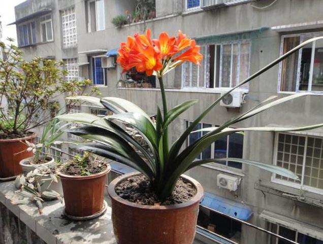 君子兰小夹子,君子兰长歪用的黑纸片