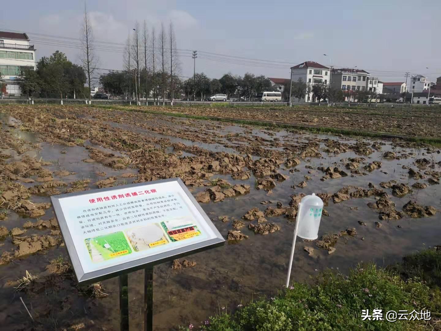 稻螟虫危害方式,稻田中螟虫的防治小妙招