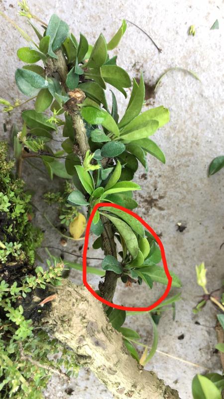 苹果盆景修剪技巧图解,新手也能学会的修剪盆景技巧