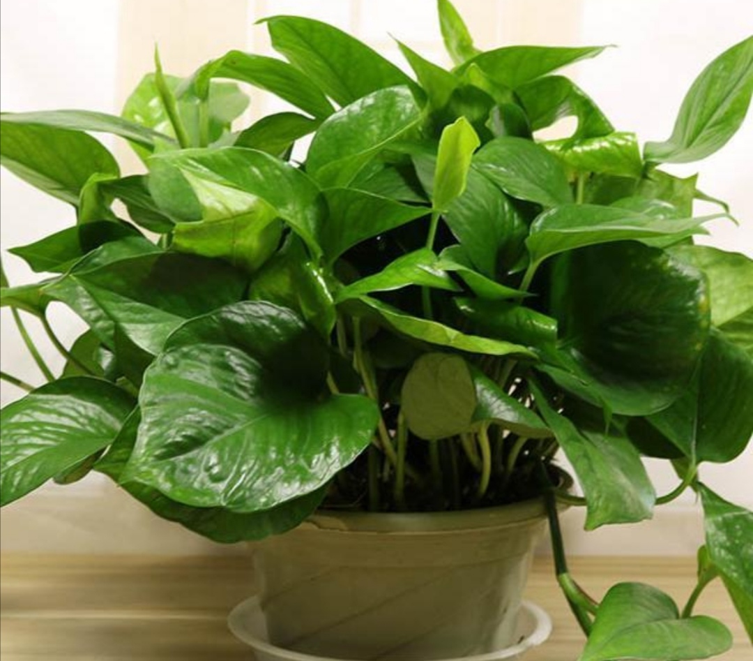 想要绿萝养得好，方法很简单，抓住主要关键点