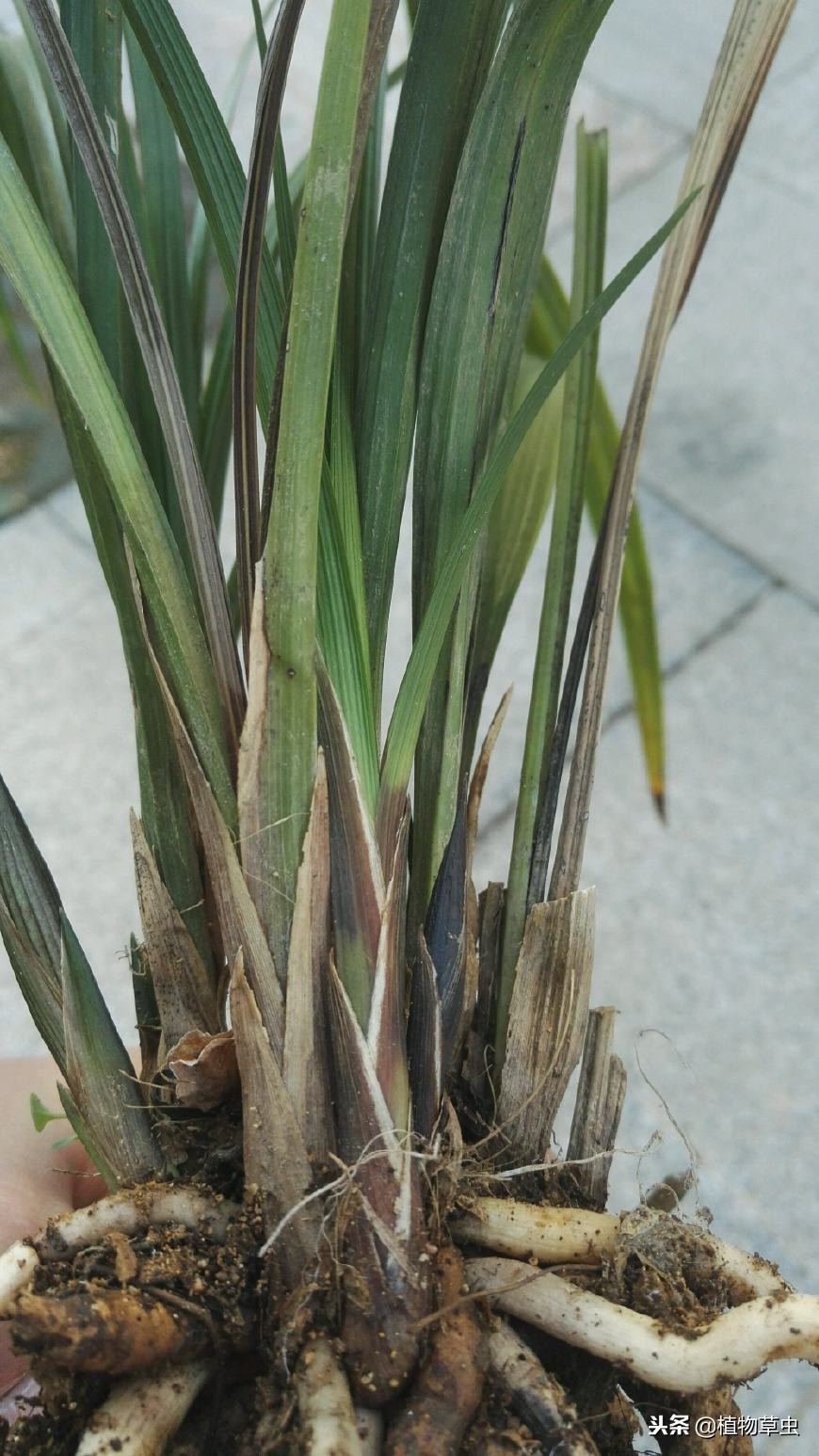 得过茎腐病的兰花容易复发,什么是兰花的茎腐病和软腐病