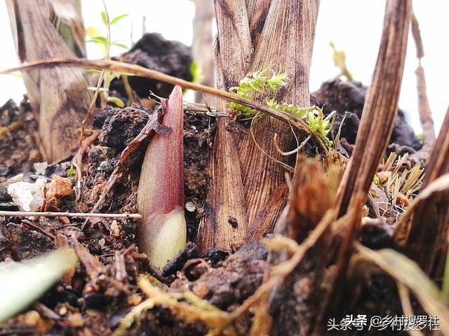 兰花不服盆的原因,为什么你的兰花总养死