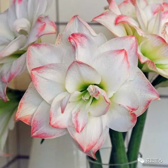 朱顶红为什么老是烂球,怎么才能让朱顶红不生小球