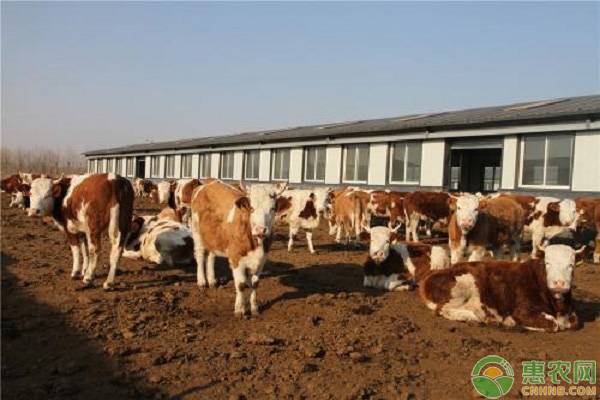 广西肉牛价格最新行情,肉牛价格肉牛养殖前景