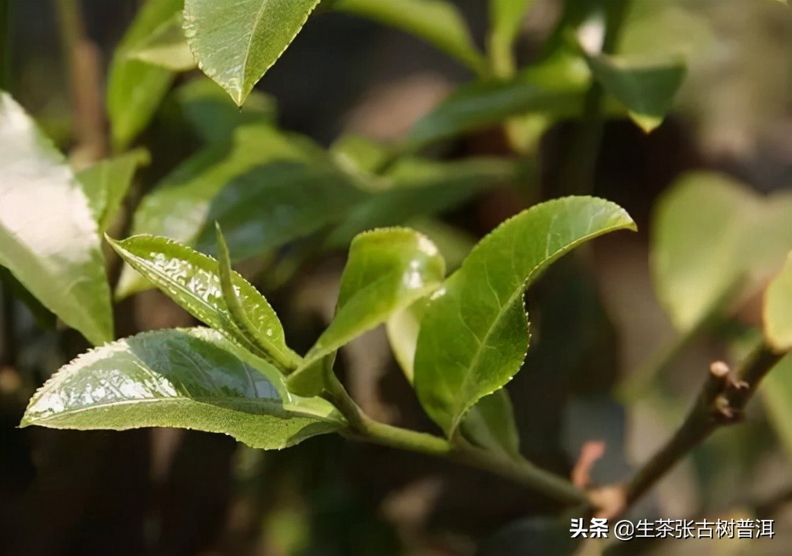 班章普洱老熟茶,班章与普洱