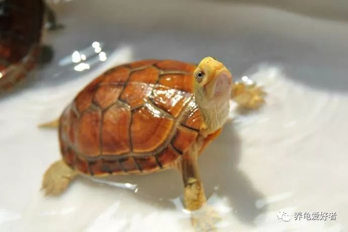 如何养好黄喉拟水龟,黄喉拟水龟的正确饲养方法