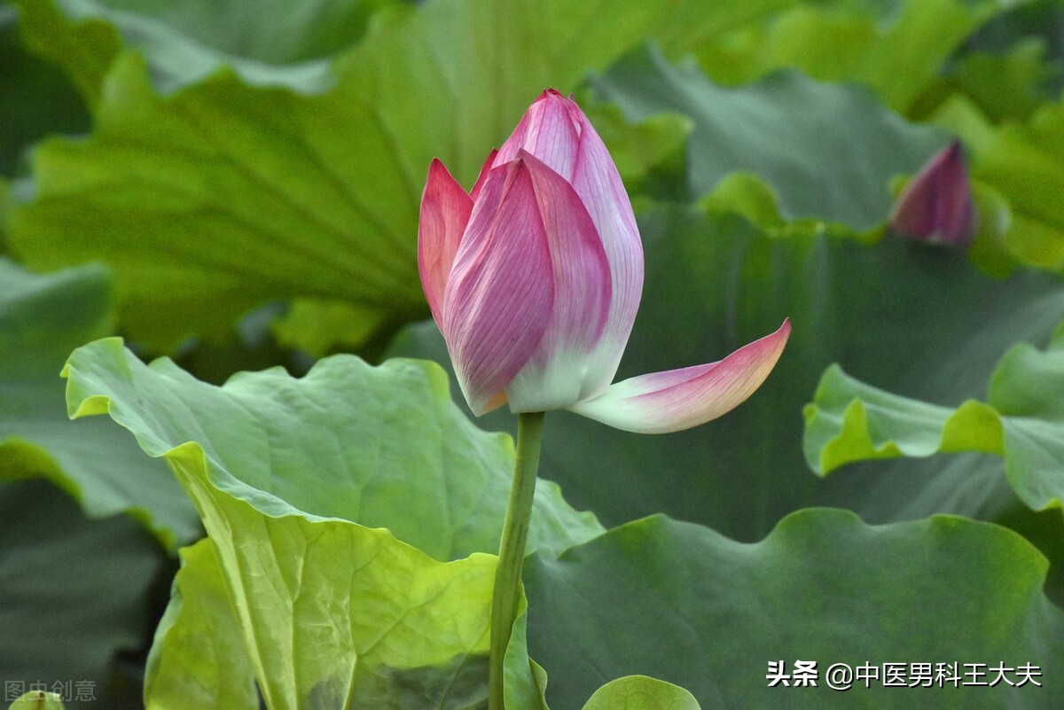 脾胃虚寒心火旺睡眠不好,脾胃虚引起入睡困难的原因