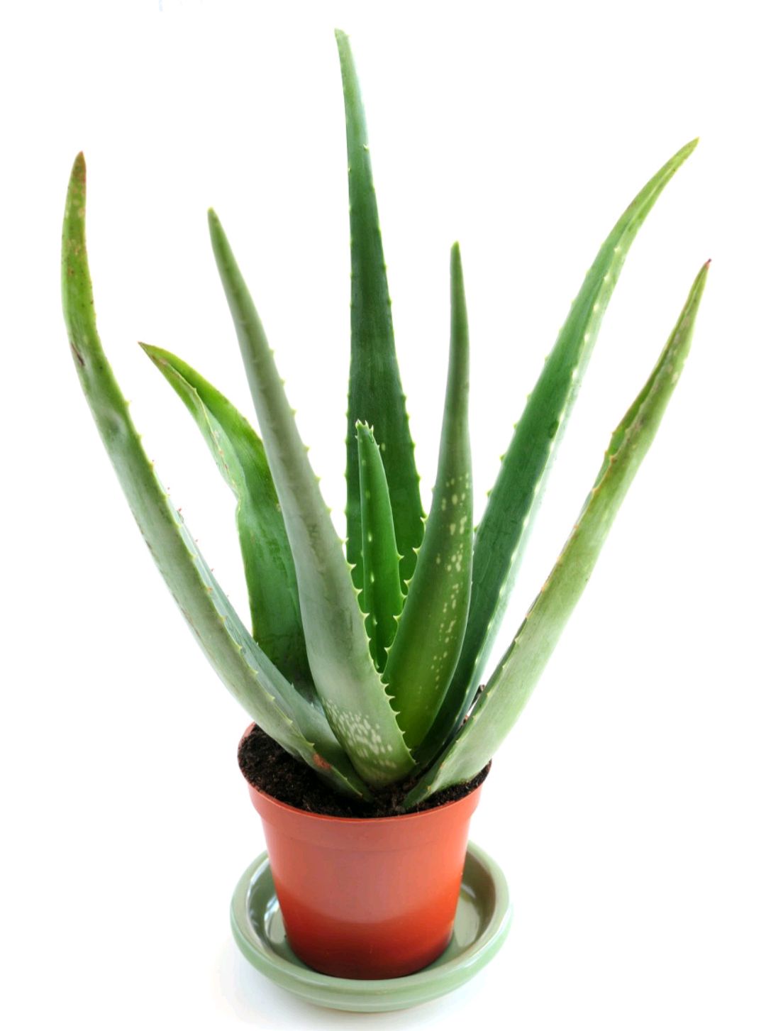 好养的盆栽花卉大全,人养花花