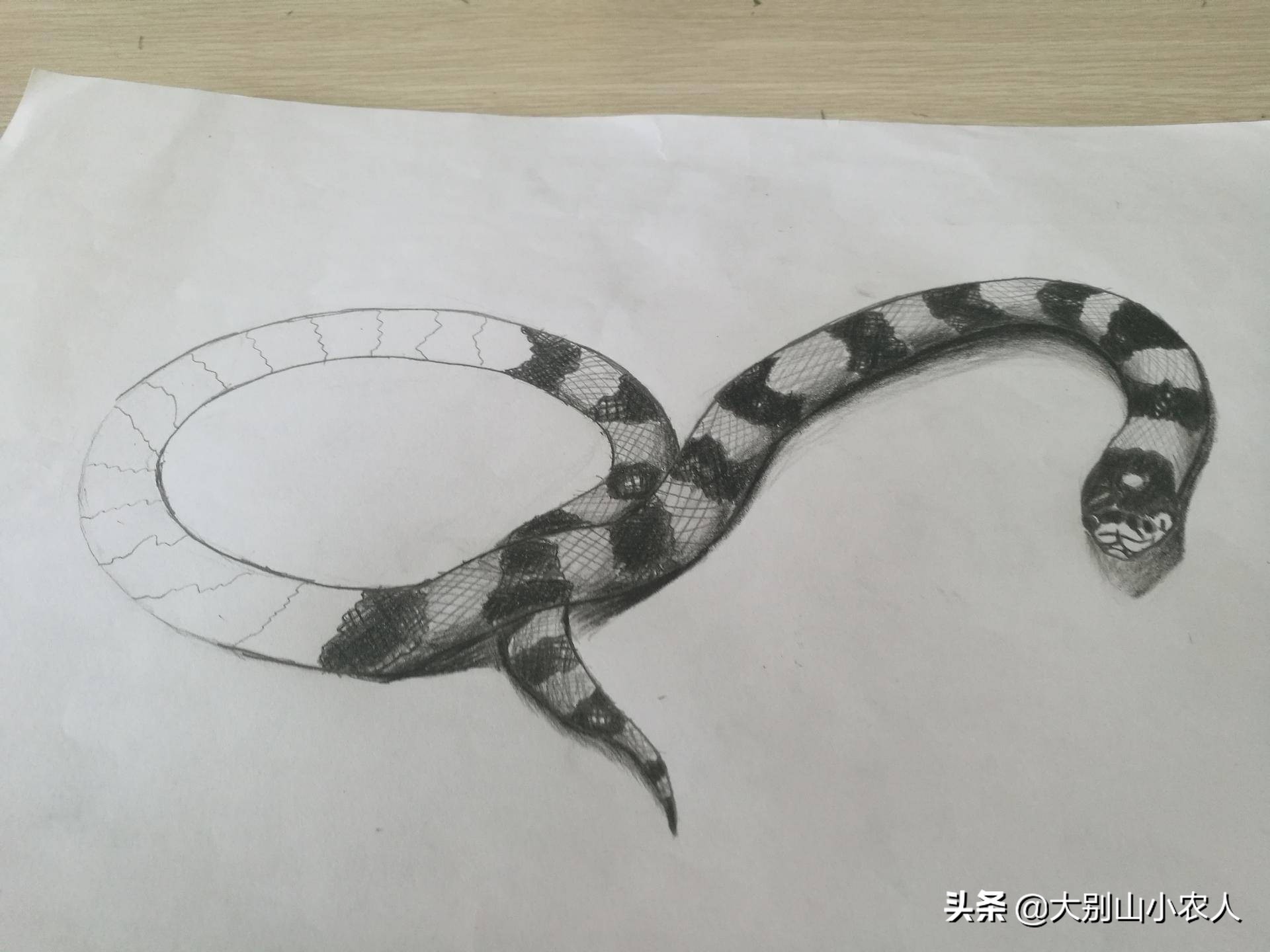 真•全村吃饭蛇：性格温顺但毒素却能深入骨髓，就是被咬后要睡觉